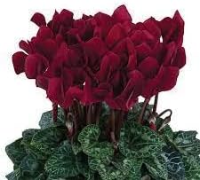 Heirloom Non-GMO Burgundy Cyclamen Flower Seeds for planting in home garden